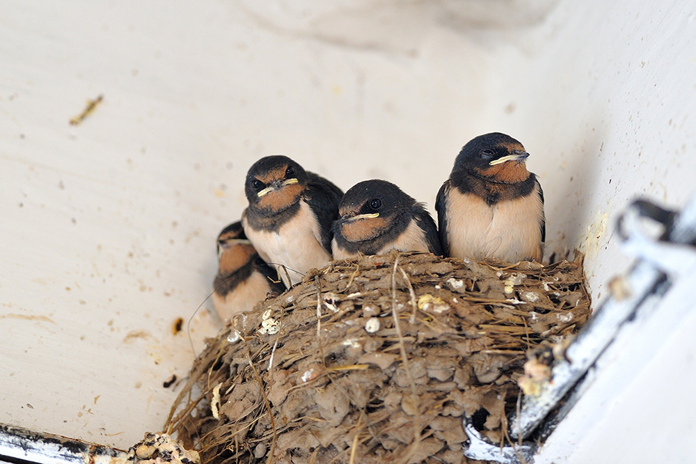 Young barn swallow in nest in white corner wall