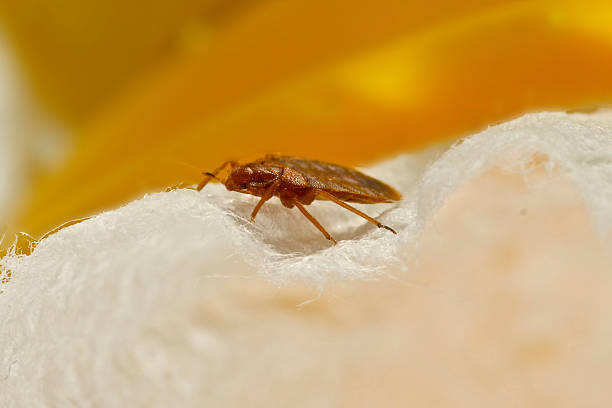 A macro Photo of a bed bug