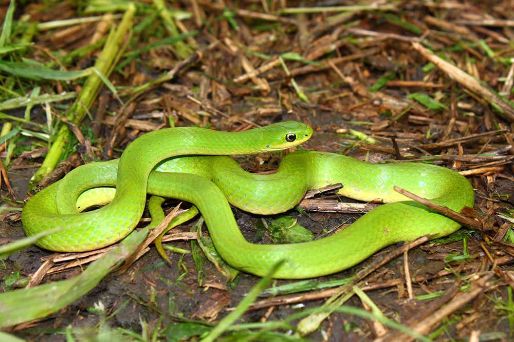 Beautiful Smooth Green Snake (Opheodrys vernalis) in a prairie of Illinois.