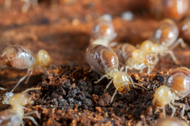 termites-insects-colony-wood_17661-103