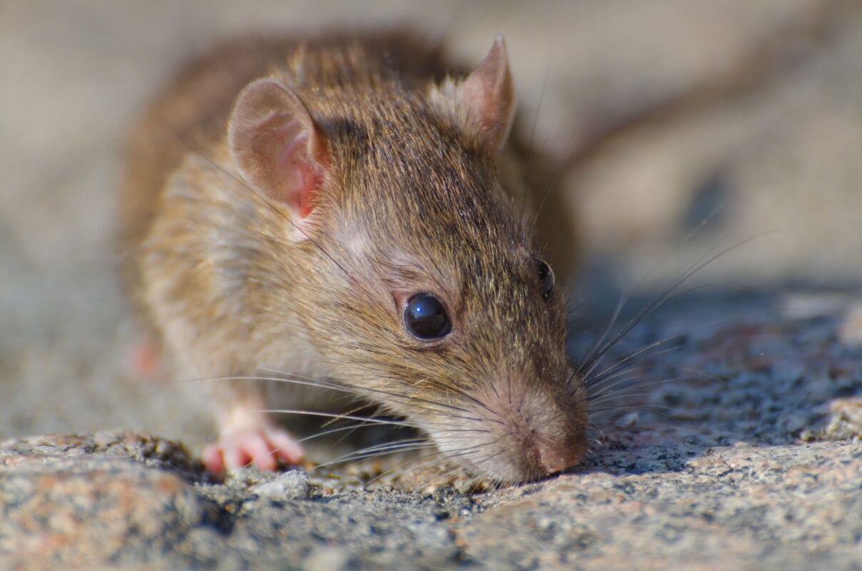 closeup-selective-focus-shot-brown-rat-concrete-ground (1)