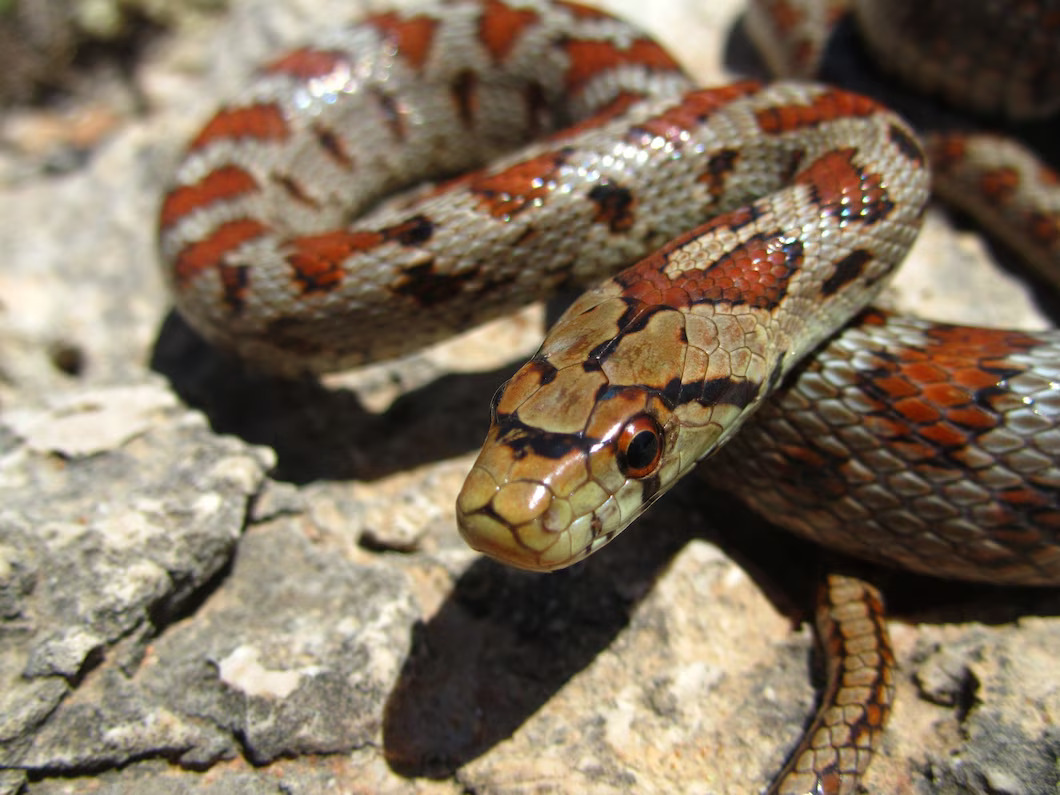 closeup-shot-european-rat-snake-crawling-rock_181624-26266