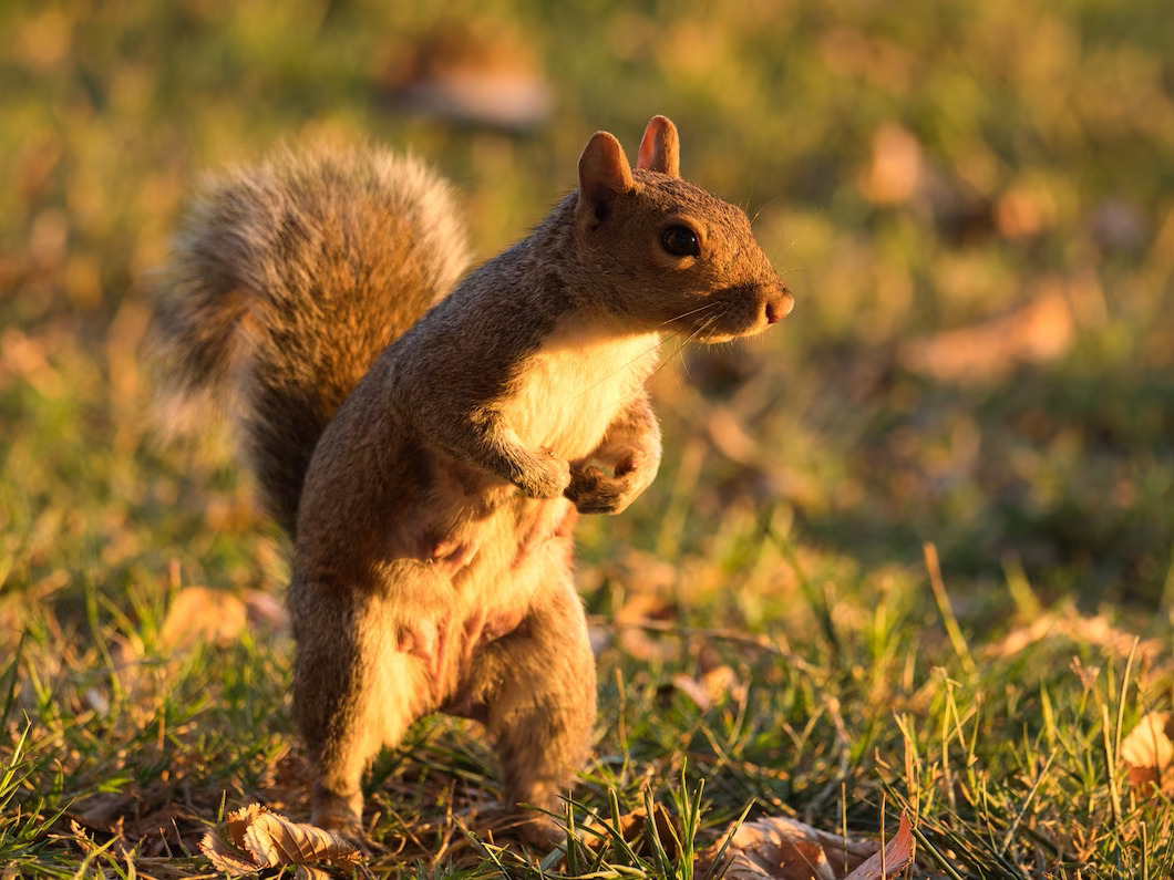 fox-squirrel-standing-ground-covered-grass-sunlight_181624-12094