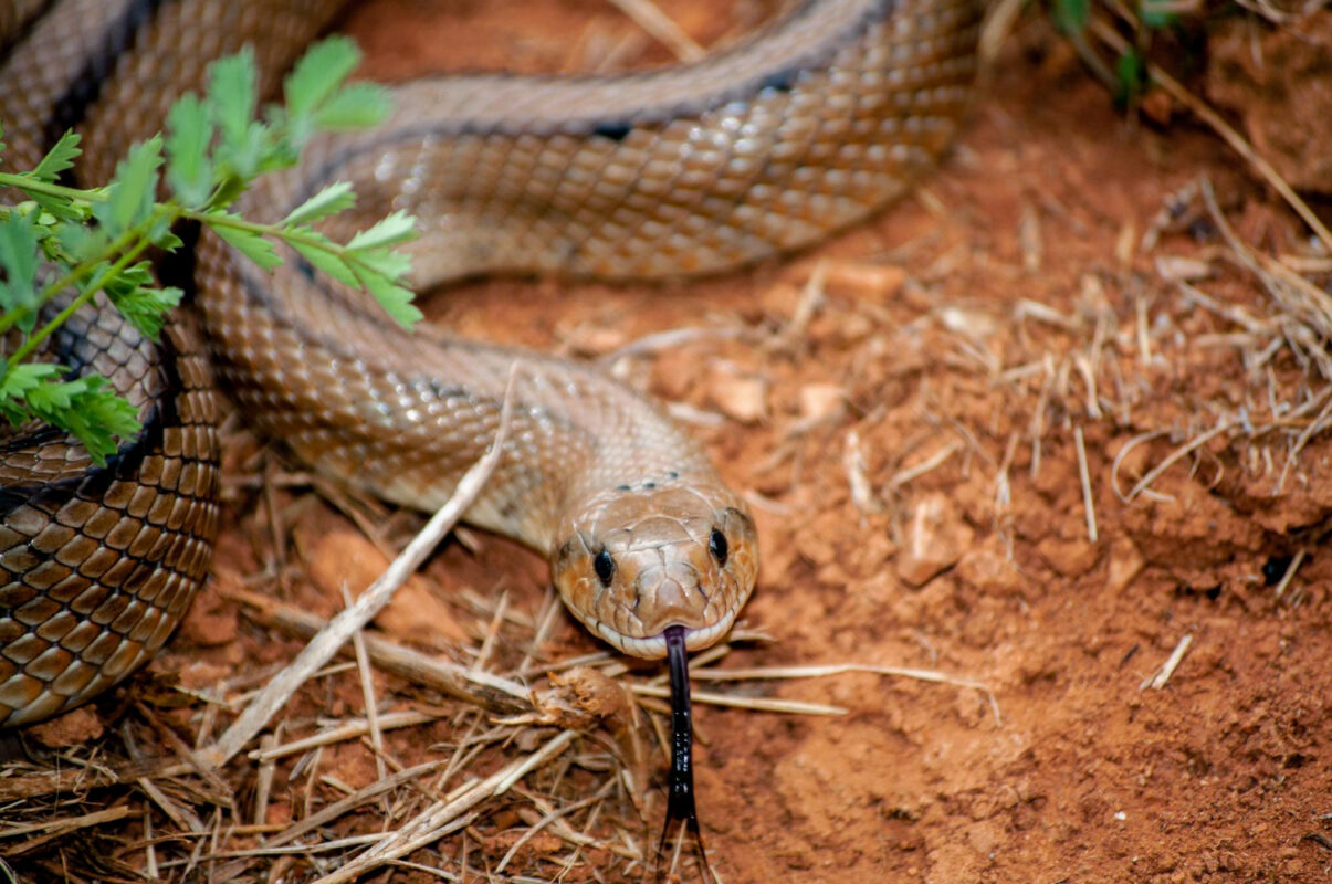 ladder-snake-close-up-with-tongue-outside
