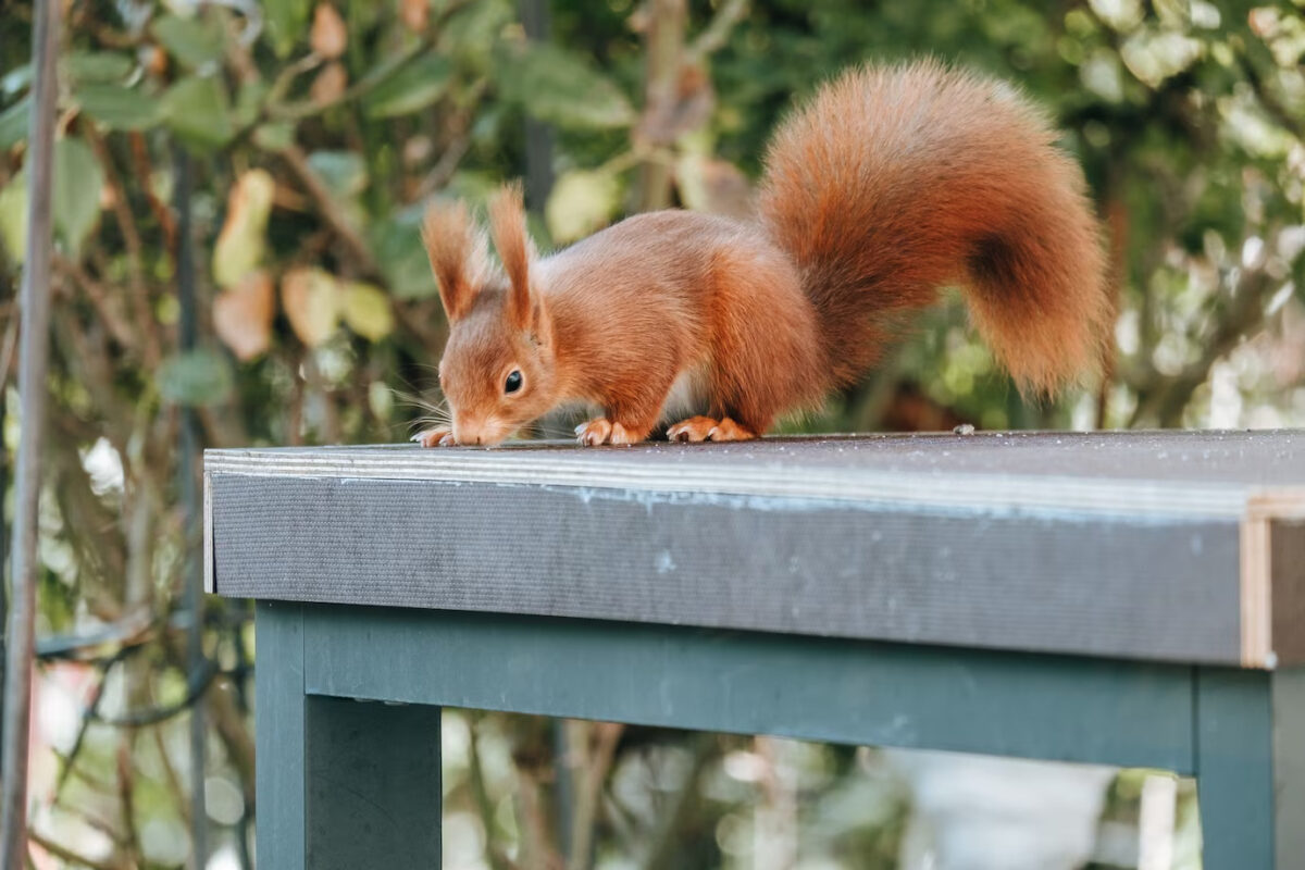 red-squirrel-blue-table-outdoors_181624-35292